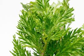 Image result for Selaginella molliceps