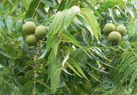 We did not find results for: Black Walnut Eat Wild Arkansas