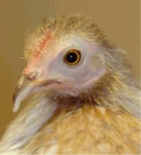 Still, the average bed bug life cycle isn't very long, but they do lead active lives, which includes aggressively mating. How Long Do Chickens Live Well Here S The Thing