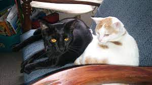 We did not find results for: My 9 Month Old Cat On The Left Is Now Bigger Than My Almost 3 Year Old Cat Merida Who Is Not At All Amused Cats