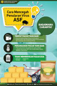 Ini cara buat masker sederhana yang dianjurkan dokter taiwan & populer di jepang. Kementerian Pertanian Pencegahan Penyakit African Swine Fever Asf Di Indonesia