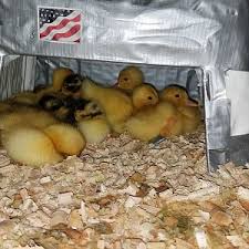 Making A Simple Brooder And Caring For Newly Hatched Ducklings — Steemit