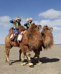 Camel saddles, the art of saddling a camel by doug baum. Pin On Travel To Mongolia