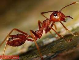 صور النمل معلومات عن النمل وطرق القضاء عليه animals pics bee