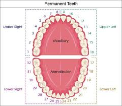 Dental Charts To Help You Understand The Tooth Numbering