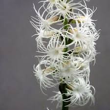 Image result for Holothrix longiflora