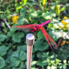 It is assumed that when this spirit animal is seen by someone then he may experience a kind of evolution and transformation in his life. Five Foot Gardener Legend Says That If A Dragonfly Lands On Your Head It Is A Sign Of Good Luck Well I Ve Tried To Duck A Little And Move My