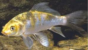 General Information About Carp