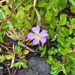 Image result for Heterotis decumbens