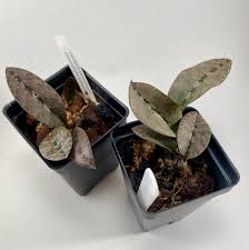 Image result for Oeceoclades