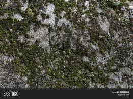 Moss stone boulders or mossy cobblestone boulders, are meant to represent boulders, made entirely of mossy cobblestone.the arrangement of these structures varies greatly. Moss On Rock Face Image Photo Free Trial Bigstock
