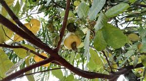Berkemungkinan besar saya akan buat satu artikel lain khas untuk menceritakan khasiat pucuk gajus selain daripada yang dinyatakan di atas. Pokok Buah Gajus Sukar Ditemui Tetapi Kacang Gajus Berlambak Di Pasaran