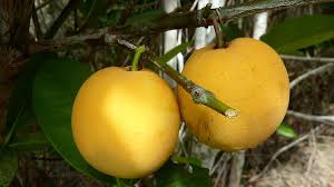 Image result for Garcinia buchneri