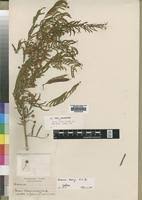 Image result for Acacia davyi