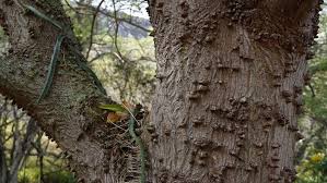 Image result for Erythrina sacleuxii