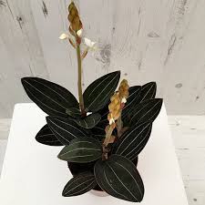 A second species, ludisia ravanii, from the philippines, was described in 2013. Pin On Flowers Plants