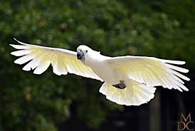 Australian Birds In Flight Images Z9qcleebjfy3s54no5ods3nz1bs Jpg 1100 740 Parrots Art Australian Birds Beautiful Birds