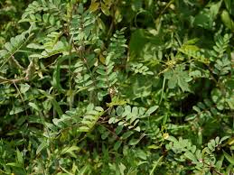 Image result for Indigofera astragalina