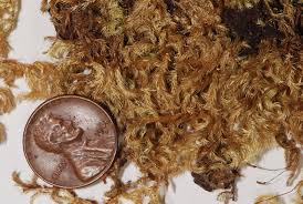 Image result for Monothecium