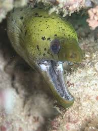 When The Eel Bites Your Eye And You Feel Like You Re Gonna Die That S A Moray Moray Eel Fish Ocean Fishing