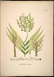 47638 Chamaedorea Linearis Ruiz Pavon Mart As Kunthia Montana Humb Bonpl Martius C F P Von Historia Naturalis Palmarum Vol 3 Botanische Prenten