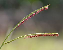 Image result for Elionurus tripsacoides