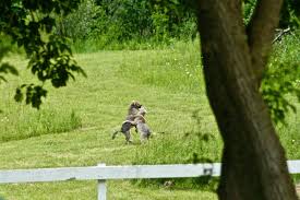 Does a fence deter a coyote? Oakland County Is Coyote Country Oakland County Blog