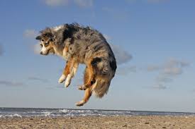 Der bodensee ist ein binnengewässer im südwestlichen mitteleuropa und besteht aus zwei seen und einem sie verbindenden flussabschnitt des rheins, namentlich. Nordsee Hundestrande