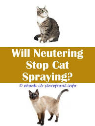 12 Striking Cat Spraying Remover Hydrogen Peroxide Admirable