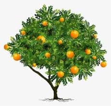 The best times to feed your trees are the spring and summer. Transparent Fruit Tree Png Orange Fruit Tree Png Png Download Kindpng