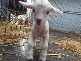 This miniature breed is known for its sweet tasting milk and adorable personality. Australia S Latest Pet Craze Mini Goats Sunshine Coast Daily