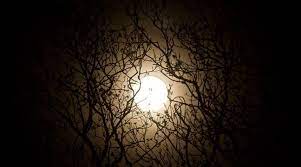 1 photo · créé par ruzmarien. Super Lune Rose La Lune Paraitra Plus Grosse Et Plus Brillante Dans Le Ciel Ce Soir