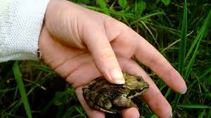 A guide to how you can make your backyard perfectly cosy for our native frogs. Common Frogs In The Garden Youtube