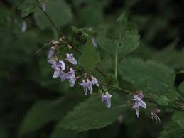 Image result for Isodon ramosissimus