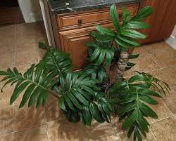 Anyone Else Obsessed With Rhaphidophora Decursiva Aroids Plants Best Indoor Plants Climbing Plants