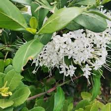 Image result for Pavetta revoluta