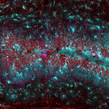 Image result for Hionanthera