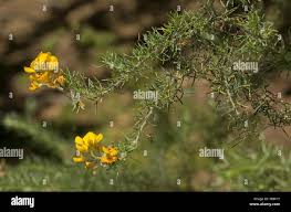 Image result for Adenocarpus