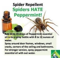 Pin On Pest Control