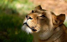 Lioness Wallpapers Hd Wallpapers Pulse Lion Wallpaper Lion Lions