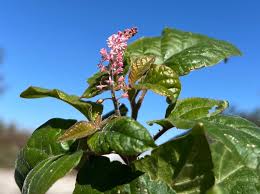 Image result for Rivina humilis