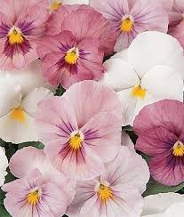 In My Pinterest Garden Pansies Flowers Flower Seeds Annual Flowers