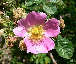 Image result for Cissus rubiginosa