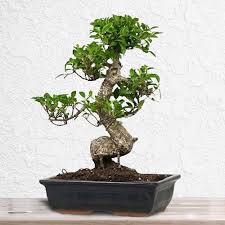 You can choose from a wide variety of tree species that come in many shapes and sizes, but they come with a hefty price tag, especially the older ones. Chinese Bonsai Buy Flowers In Dubai Uae Gifts