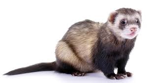 Check spelling or type a new query. Furao Animal De Estimacao Como Cuidar Curiosidades