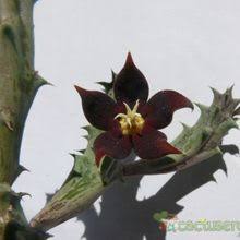 Image result for Piaranthus atrosanguineus