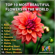 Found majorly in several parts of east africa and southeast asia, white. Atozpost On Twitter Top 10 Most Beautiful Flowers In The World Atozpost Org 1 Rose 2 Orchid 3 Tulips 4 Lotus 5 Gazania 6 Water Lilies 7 Dahlia 8 Bleeding Heart 9 Bird Of Paradise 10 Cherry Blossom Https T Co Zwonupqde3