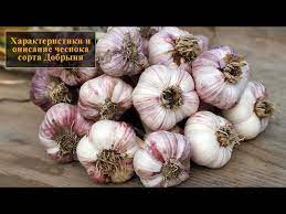 Урожайность и размеры головок