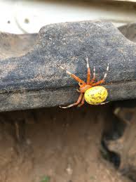 Id Request Found In Conyers Georgia Spiders