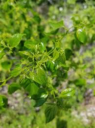 Image result for Colubrina asiatica